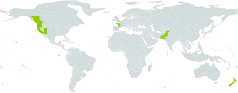 Valeriana rubra world distribution map, present in Canada, France, New Zealand, Pakistan, and United States of America