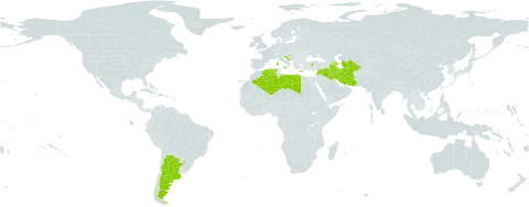 Valeriana vesicaria world distribution map, present in Argentina, Azerbaijan, Cyprus, Algeria, Greece, Croatia, Iran (Islamic Republic of), Iraq, Israel, Italy, Lebanon, Libya, Syrian Arab Republic, Turkmenistan, and Turkey