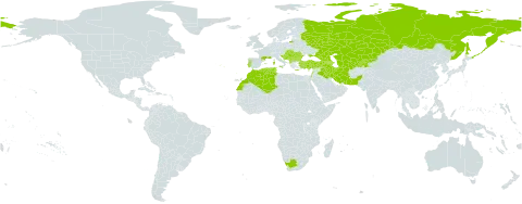 Valerianella coronata world distribution map, present in Albania, Armenia, Azerbaijan, Bulgaria, Bosnia and Herzegovina, Cyprus, Algeria, Spain, France, Georgia, Greece, Croatia, Hungary, Iran (Islamic Republic of), Iraq, Israel, Italy, Kazakhstan, Kyrgyzstan, Lebanon, Morocco, North Macedonia, Montenegro, Pakistan, Portugal, Romania, Russian Federation, Serbia, Slovakia, Tajikistan, Turkmenistan, Tunisia, Turkey, Ukraine, Uzbekistan, and South Africa