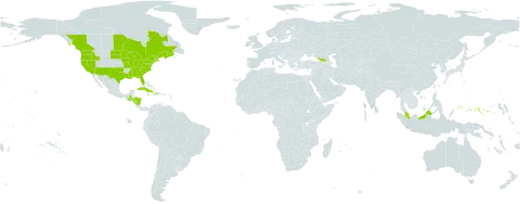 Vallisneria americana world distribution map, present in Åland Islands, Canada, Cuba, Dominica, Micronesia (Federated States of), Georgia, Guatemala, Honduras, Haiti, Jamaica, Malaysia, Nicaragua, and United States of America