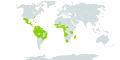 Vandellia diffusa world distribution map, present in Angola, Anguilla, Antigua and Barbuda, Burundi, Benin, Burkina Faso, Belize, Bolivia (Plurinational State of), Brazil, Central African Republic, Côte d'Ivoire, Cameroon, Congo, Colombia, Costa Rica, Cuba, Dominica, Dominican Republic, Ecuador, Gabon, Georgia, Ghana, Guinea, Guadeloupe, Equatorial Guinea, Grenada, Guatemala, French Guiana, Guyana, Honduras, Jamaica, Saint Kitts and Nevis, Liberia, Saint Lucia, Madagascar, Mexico, Mali, Martinique, Nigeria, Nicaragua, Panama, Peru, Puerto Rico, Senegal, Sierra Leone, Sao Tome and Principe, Suriname, Togo, Trinidad and Tobago, Tanzania, United Republic of, Uganda, United States of America, Venezuela (Bolivarian Republic of), and South Africa