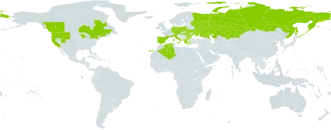 Ventenata dubia world distribution map, present in Albania, Austria, Bulgaria, Canada, Czech Republic, Germany, Algeria, Spain, France, Greece, Hungary, Italy, Kazakhstan, Poland, Portugal, Romania, Russian Federation, Turks and Caicos Islands, Ukraine, and United States of America