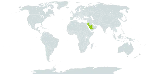 Verbascum abyadicum world distribution map, present in Saudi Arabia