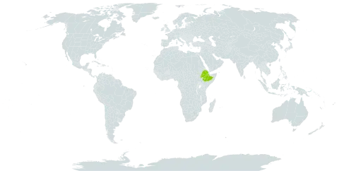 Verbascum arbusculum world distribution map, present in Ethiopia