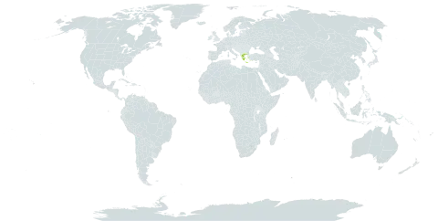 Verbascum botuliforme world distribution map, present in Greece