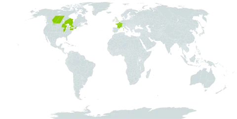 Verbascum nigrum world distribution map, present in Canada, France, United Kingdom of Great Britain and Northern Ireland, and United States of America