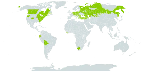 Verbascum phlomoides world distribution map, present in Albania, Armenia, Austria, Azerbaijan, Belgium, Bulgaria, Bosnia and Herzegovina, Belarus, Bolivia (Plurinational State of), Canada, Switzerland, Czech Republic, Germany, Ecuador, France, United Kingdom of Great Britain and Northern Ireland, Georgia, Greece, Croatia, Hungary, Italy, Kazakhstan, Liberia, Luxembourg, North Macedonia, Montenegro, Netherlands, Poland, Romania, Russian Federation, Serbia, Slovakia, Slovenia, Turkey, Ukraine, United States of America, and South Africa