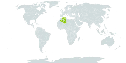 Verbascum pinnatisectum world distribution map, present in Algeria