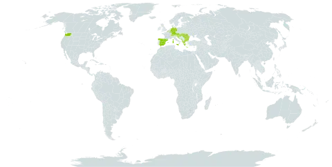 Verbascum pulverulentum world distribution map, present in Albania, Andorra, Austria, Belgium, Bulgaria, Bosnia and Herzegovina, Switzerland, Germany, Spain, France, United Kingdom of Great Britain and Northern Ireland, Greece, Croatia, Hungary, Italy, Luxembourg, North Macedonia, Montenegro, Portugal, Romania, Serbia, Slovenia, and United States of America