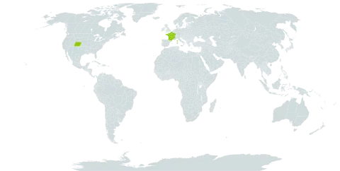 Verbascum x pterocaulon world distribution map, present in France and United States of America