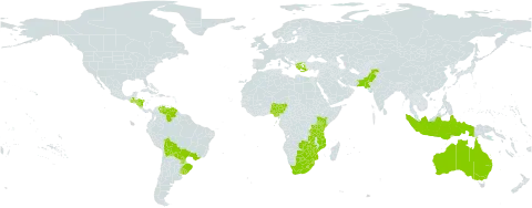 Verbena aristigera world distribution map, present in Australia, Bolivia (Plurinational State of), Brazil, Botswana, Greece, Guatemala, Honduras, Indonesia, Kenya, Lesotho, Mozambique, Nigeria, Nicaragua, Pakistan, Paraguay, eSwatini, Tanzania, United Republic of, Uruguay, Venezuela (Bolivarian Republic of), South Africa, Zambia, and Zimbabwe