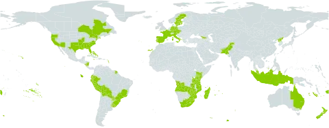 Verbena bonariensis world distribution map, present in Angola, Åland Islands, Australia, Austria, Bahamas, Bermuda, Bolivia (Plurinational State of), Brazil, Canada, Czech Republic, Germany, Ecuador, Spain, Fiji, France, Georgia, Indonesia, Italy, Jamaica, Kenya, Lesotho, Madagascar, Mozambique, Mauritius, Malaysia, Norfolk Island, Nicaragua, New Zealand, Pakistan, Peru, Puerto Rico, Korea (Democratic People's Republic of), Portugal, Paraguay, Réunion, Sweden, eSwatini, Tanzania, United Republic of, Uruguay, United States of America, South Africa, Zambia, and Zimbabwe