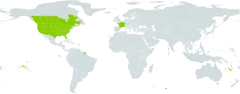 Verbena bracteata world distribution map, present in Canada, France, and United States of America