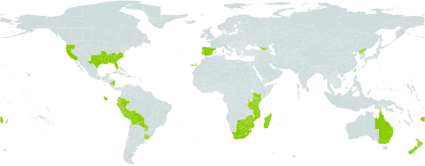 Verbena brasiliensis world distribution map, present in Åland Islands, Australia, Bolivia (Plurinational State of), Botswana, Ecuador, Spain, Fiji, Georgia, Kenya, Lesotho, Madagascar, Mozambique, Norfolk Island, Nicaragua, New Zealand, Peru, Korea (Democratic People's Republic of), Portugal, Paraguay, Réunion, Tonga, Taiwan, Province of China, Tanzania, United Republic of, Uruguay, United States of America, South Africa, and Zimbabwe