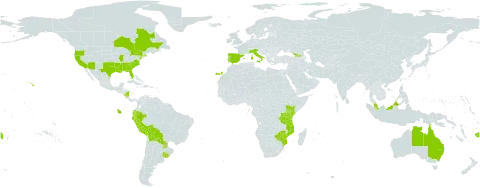 Verbena incompta world distribution map, present in Åland Islands, Australia, Bolivia (Plurinational State of), Canada, Cook Islands, Ecuador, Spain, Fiji, Georgia, Italy, Kenya, Mozambique, Malaysia, Norfolk Island, Nicaragua, Peru, Portugal, Paraguay, Tanzania, United Republic of, Uruguay, United States of America, and Zimbabwe