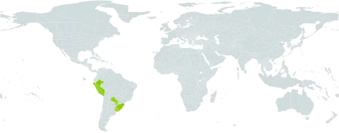 Verbena intermedia world distribution map, present in Brazil, Peru, Paraguay, and Uruguay