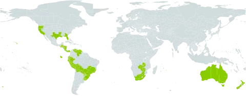 Verbena litoralis world distribution map, present in Australia, Belize, Bolivia (Plurinational State of), Brazil, Costa Rica, Ecuador, Guatemala, Honduras, Mauritius, Norfolk Island, Nicaragua, New Zealand, Panama, Peru, Puerto Rico, Paraguay, Réunion, Uruguay, United States of America, Venezuela (Bolivarian Republic of), South Africa, Zambia, and Zimbabwe
