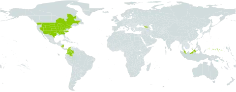 Verbena stricta world distribution map, present in Åland Islands, Canada, Colombia, Micronesia (Federated States of), Georgia, Malaysia, Nicaragua, and United States of America