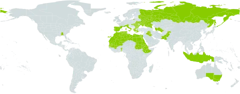 Verbena supina world distribution map, present in Åland Islands, Australia, Benin, Bulgaria, Cyprus, Algeria, Egypt, Eritrea, Spain, Ethiopia, France, Greece, Hungary, Indonesia, Iraq, Italy, Libya, Morocco, Mali, Mauritania, Pakistan, Palau, Portugal, Romania, Russian Federation, Sudan, Senegal, Turks and Caicos Islands, Turkmenistan, Tunisia, Ukraine, and United States of America