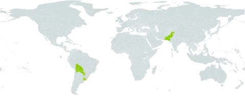 Verbena tweedieana world distribution map, present in Bolivia (Plurinational State of), Pakistan, Paraguay, and Uruguay