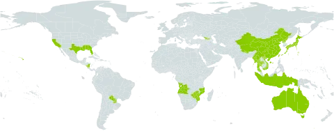 Vernicia world distribution map, present in Angola, Åland Islands, Australia, China, Georgia, Indonesia, Japan, Myanmar, Mozambique, Nicaragua, Nepal, Puerto Rico, Korea (Democratic People's Republic of), Paraguay, Thailand, Taiwan, Province of China, United States of America, Viet Nam, and Zimbabwe