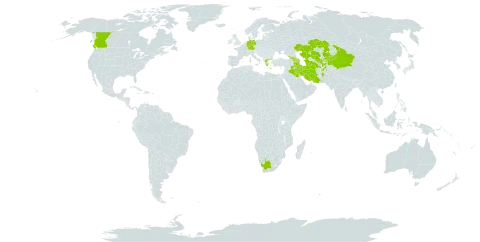 Veronica argute-serrata world distribution map, present in Afghanistan, Armenia, Azerbaijan, Canada, China, Germany, Georgia, Greece, Iran (Islamic Republic of), Iraq, Kazakhstan, Kyrgyzstan, Tajikistan, Turkmenistan, Uzbekistan, and South Africa