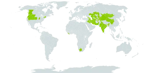 Veronica biloba world distribution map, present in Afghanistan, Armenia, Azerbaijan, Canada, China, Georgia, India, Iran (Islamic Republic of), Iraq, Kazakhstan, Kyrgyzstan, Lebanon, Liberia, Mongolia, Nepal, Pakistan, Tajikistan, Turkmenistan, United States of America, Uzbekistan, and South Africa
