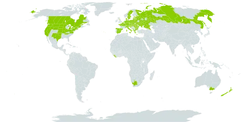 Veronica catenata world distribution map, present in Albania, Australia, Austria, Belgium, Bulgaria, Bosnia and Herzegovina, Belarus, Canada, Switzerland, Czech Republic, Germany, Denmark, Spain, Estonia, France, United Kingdom of Great Britain and Northern Ireland, Greece, Croatia, Hungary, Italy, Liberia, Lithuania, Latvia, North Macedonia, Montenegro, Netherlands, New Zealand, Poland, Portugal, Romania, Russian Federation, Serbia, Slovakia, Slovenia, Sweden, Ukraine, United States of America, and South Africa