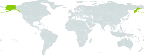 Veronica grandiflora world distribution map, present in Russian Federation and United States of America
