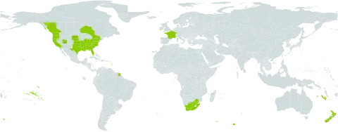 Veronica hederifolia world distribution map, present in Canada, France, New Zealand, United States of America, and South Africa