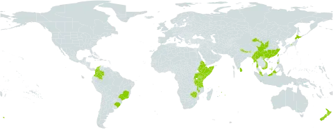 Veronica javanica world distribution map, present in Brazil, Bhutan, China, Colombia, Eritrea, Ethiopia, Indonesia, India, Japan, Kenya, Sri Lanka, Myanmar, Mauritius, Malawi, Malaysia, Nepal, New Zealand, Philippines, Rwanda, Somalia, Taiwan, Province of China, Tanzania, United Republic of, Uganda, Viet Nam, and Zimbabwe