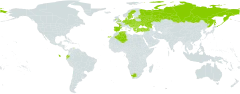 Veronica montana world distribution map, present in Albania, Austria, Belgium, Bulgaria, Bosnia and Herzegovina, Switzerland, Czech Republic, Germany, Denmark, Algeria, Ecuador, Spain, France, United Kingdom of Great Britain and Northern Ireland, Georgia, Greece, Croatia, Hungary, Italy, Liechtenstein, Luxembourg, Latvia, Moldova (Republic of), North Macedonia, Montenegro, Netherlands, Poland, Portugal, Romania, Russian Federation, Serbia, Slovakia, Slovenia, Sweden, Turkey, Ukraine, and South Africa