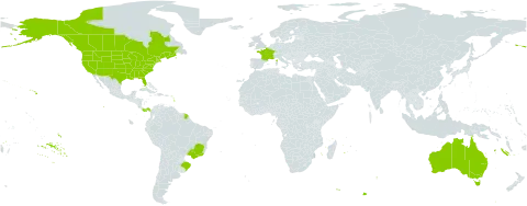 Veronica peregrina world distribution map, present in Australia, Brazil, Canada, France, Panama, and United States of America