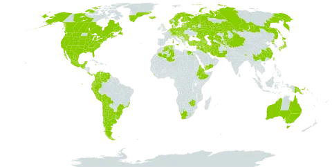 Veronica persica world distribution map, present in Afghanistan, Albania, Andorra, Argentina, Armenia, Australia, Austria, Azerbaijan, Belgium, Bulgaria, Bosnia and Herzegovina, Belarus, Bolivia (Plurinational State of), Brazil, Bhutan, Canada, Switzerland, Chile, China, Colombia, Costa Rica, Czech Republic, Germany, Denmark, Algeria, Ecuador, Egypt, Eritrea, Spain, Estonia, Ethiopia, Finland, France, United Kingdom of Great Britain and Northern Ireland, Georgia, Gibraltar, Greece, Greenland, Guatemala, Croatia, Hungary, India, Iran (Islamic Republic of), Iraq, Iceland, Israel, Italy, Jamaica, Japan, Kazakhstan, Kyrgyzstan, Lebanon, Liechtenstein, Sri Lanka, Lesotho, Lithuania, Luxembourg, Latvia, Mexico, North Macedonia, Malta, Montenegro, Mauritius, Netherlands, Norway, Nepal, New Zealand, Pakistan, Panama, Peru, Papua New Guinea, Poland, Korea (Democratic People's Republic of), Portugal, Romania, Russian Federation, South Georgia and the South Sandwich Islands, Serbia, Slovakia, Slovenia, Sweden, Syrian Arab Republic, Tajikistan, Turkmenistan, Turkey, Taiwan, Province of China, Ukraine, Uruguay, United States of America, Uzbekistan, Venezuela (Bolivarian Republic of), Yemen, South Africa, and Zimbabwe