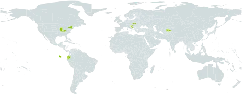 Viburnum rhytidophyllum world distribution map, present in China, Ecuador, Croatia, Slovakia, Tajikistan, and United States of America