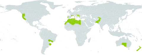 Viburnum tinus world distribution map, present in Albania, Australia, Bosnia and Herzegovina, Brazil, Algeria, Spain, France, Greece, Croatia, Israel, Italy, Lebanon, Libya, Morocco, North Macedonia, Montenegro, New Zealand, Pakistan, Portugal, Serbia, Slovenia, Tajikistan, Tunisia, and United States of America