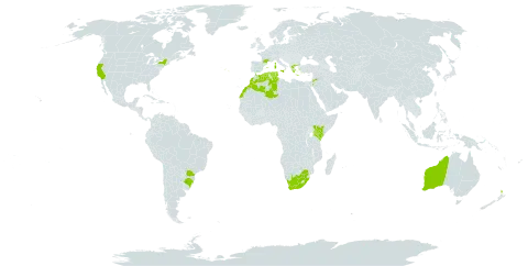 Vicia benghalensis world distribution map, present in Australia, Brazil, Algeria, Spain, France, Greece, Italy, Jordan, Kenya, Morocco, Malta, New Zealand, Portugal, Tunisia, United States of America, and South Africa