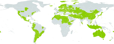 Vicia faba world distribution map, present in Afghanistan, Argentina, Armenia, American Samoa, Australia, Austria, Azerbaijan, Belgium, Bulgaria, Belarus, Bolivia (Plurinational State of), Brazil, Canada, Switzerland, China, Colombia, Comoros, Costa Rica, Cyprus, Czech Republic, Germany, Denmark, Dominican Republic, Algeria, Ecuador, Egypt, Spain, Estonia, Ethiopia, Finland, Fiji, France, Faroe Islands, United Kingdom of Great Britain and Northern Ireland, Ghana, Greece, Guatemala, Haiti, Hungary, Indonesia, India, Iran (Islamic Republic of), Iraq, Iceland, Italy, Japan, Kazakhstan, Kenya, Kyrgyzstan, Kuwait, Lebanon, Libya, Sri Lanka, Lithuania, Latvia, Morocco, Moldova (Republic of), Mexico, Malta, Mongolia, Mauritius, Netherlands, Norway, Nepal, New Zealand, Pakistan, Peru, Poland, Portugal, Paraguay, Romania, Russian Federation, Rwanda, Sudan, Singapore, Slovakia, Sweden, Syrian Arab Republic, Chad, Tajikistan, Tunisia, Ukraine, Uruguay, United States of America, Uzbekistan, Viet Nam, and Yemen