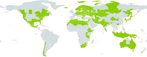Vicia hirsuta world distribution map, present in Angola, Albania, Australia, Austria, Azerbaijan, Belgium, Bonaire, Sint Eustatius and Saba, Bulgaria, Belarus, Bhutan, Canada, Switzerland, Chile, China, Cyprus, Czech Republic, Germany, Denmark, Algeria, Ecuador, Egypt, Spain, Estonia, Ethiopia, Finland, France, Georgia, Ghana, Greece, Haiti, Hungary, Indonesia, India, Iran (Islamic Republic of), Iceland, Italy, Jordan, Japan, Kazakhstan, Kenya, Korea (Republic of), Lebanon, Libya, Sri Lanka, Lithuania, Latvia, Morocco, Moldova (Republic of), Mexico, Malta, Mauritius, Netherlands, Norway, Nepal, New Zealand, Pakistan, Papua New Guinea, Poland, Portugal, Réunion, Romania, Russian Federation, Rwanda, Slovakia, Sweden, Syrian Arab Republic, Tajikistan, Turkmenistan, Tunisia, Taiwan, Province of China, Tanzania, United Republic of, Uganda, Ukraine, United States of America, and South Africa