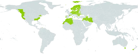 Vicia lathyroides world distribution map, present in Albania, Armenia, Australia, Austria, Azerbaijan, Belgium, Bulgaria, Belarus, Canada, Switzerland, Cyprus, Czech Republic, Germany, Denmark, Algeria, Estonia, Finland, France, Georgia, Greece, Hungary, Iran (Islamic Republic of), Iraq, Israel, Italy, Jordan, Lebanon, Lithuania, Latvia, Morocco, Moldova (Republic of), Malta, Netherlands, Norway, New Zealand, Poland, Portugal, Romania, Russian Federation, Slovakia, Sweden, Syrian Arab Republic, Ukraine, and United States of America