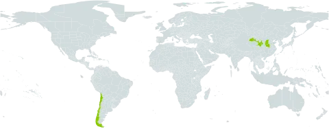 Vicia latibracteolata world distribution map, present in Chile and China