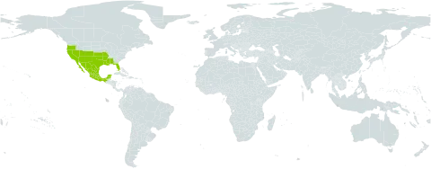 Vicia ludoviciana subsp. ludoviciana world distribution map, present in Mexico and United States of America