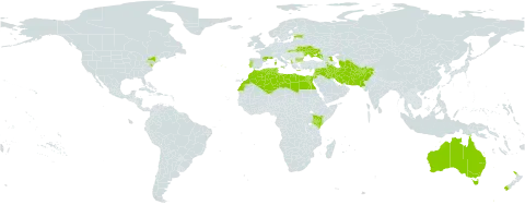 Vicia narbonensis world distribution map, present in Afghanistan, Albania, Armenia, Australia, Azerbaijan, Bulgaria, Cyprus, Algeria, Egypt, Estonia, France, Georgia, Greece, India, Iran (Islamic Republic of), Iraq, Israel, Italy, Jordan, Kenya, Kyrgyzstan, Lebanon, Libya, Morocco, Moldova (Republic of), New Zealand, Pakistan, Portugal, Russian Federation, Slovakia, Syrian Arab Republic, Tajikistan, Turkmenistan, Tunisia, Ukraine, United States of America, and Uzbekistan