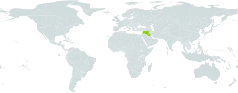 Vicia palaestina world distribution map, present in Iraq, Israel, Lebanon, and Syrian Arab Republic