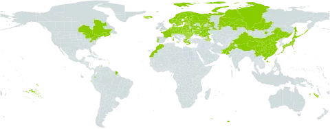 Vicia sepium world distribution map, present in Armenia, Austria, Azerbaijan, Belgium, Bulgaria, Belarus, Canada, Switzerland, China, Czech Republic, Germany, Denmark, Ecuador, Estonia, Finland, France, Georgia, Greece, Hungary, India, Iceland, Italy, Japan, Kazakhstan, Lithuania, Latvia, Morocco, Moldova (Republic of), Mongolia, Netherlands, Norway, Pakistan, Poland, Portugal, Romania, Russian Federation, Slovakia, Sweden, Ukraine, and United States of America