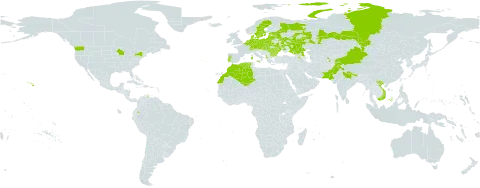 Vicia tenuifolia world distribution map, present in Albania, Armenia, Austria, Azerbaijan, Belgium, Bulgaria, Belarus, Switzerland, China, Czech Republic, Germany, Denmark, Algeria, Ecuador, Estonia, France, Georgia, Hungary, India, Italy, Kazakhstan, Kyrgyzstan, Lithuania, Latvia, Morocco, Moldova (Republic of), Mongolia, Netherlands, Nepal, Pakistan, Poland, Portugal, Romania, Russian Federation, Slovakia, Sweden, Tajikistan, Ukraine, United States of America, Uzbekistan, and Viet Nam