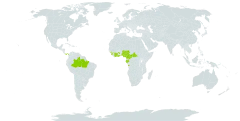 Vigna juruana world distribution map, present in Angola, Bonaire, Sint Eustatius and Saba, Brazil, Central African Republic, Côte d'Ivoire, Cameroon, Gabon, Ghana, Guinea, Nigeria, Panama, and Sierra Leone
