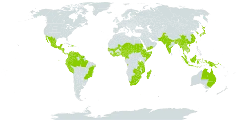 Vigna vexillata world distribution map, present in Angola, American Samoa, Australia, Burundi, Bangladesh, Belize, Brazil, Bhutan, Botswana, China, Côte d'Ivoire, Cameroon, Colombia, Costa Rica, Dominican Republic, Ecuador, Ethiopia, Ghana, Guinea-Bissau, Equatorial Guinea, Guatemala, French Guiana, Guyana, Honduras, Haiti, Indonesia, India, Jamaica, Japan, Kenya, Cambodia, Korea (Republic of), Lao People's Democratic Republic, Liberia, Sri Lanka, Madagascar, Mexico, Mali, Myanmar, Mozambique, Malawi, Malaysia, Niger, Nigeria, Nicaragua, Nepal, Pakistan, Panama, Peru, Papua New Guinea, Rwanda, Sudan, Senegal, Singapore, Sierra Leone, El Salvador, Somalia, Suriname, Chad, Togo, Thailand, Taiwan, Province of China, Tanzania, United Republic of, Uganda, Venezuela (Bolivarian Republic of), Viet Nam, Yemen, South Africa, Zambia, and Zimbabwe