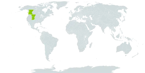 Viola adunca var. bellidifolia world distribution map, present in Canada and United States of America