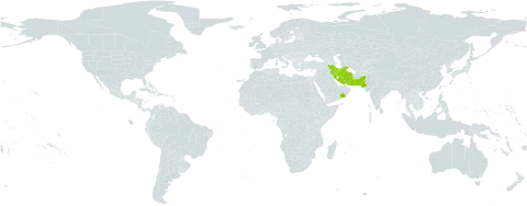Viola cinerea world distribution map, present in Iran (Islamic Republic of), Oman, and Pakistan